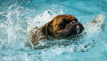 perro bañándose en piscina